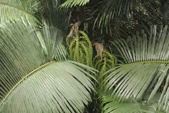 Arenga wightii